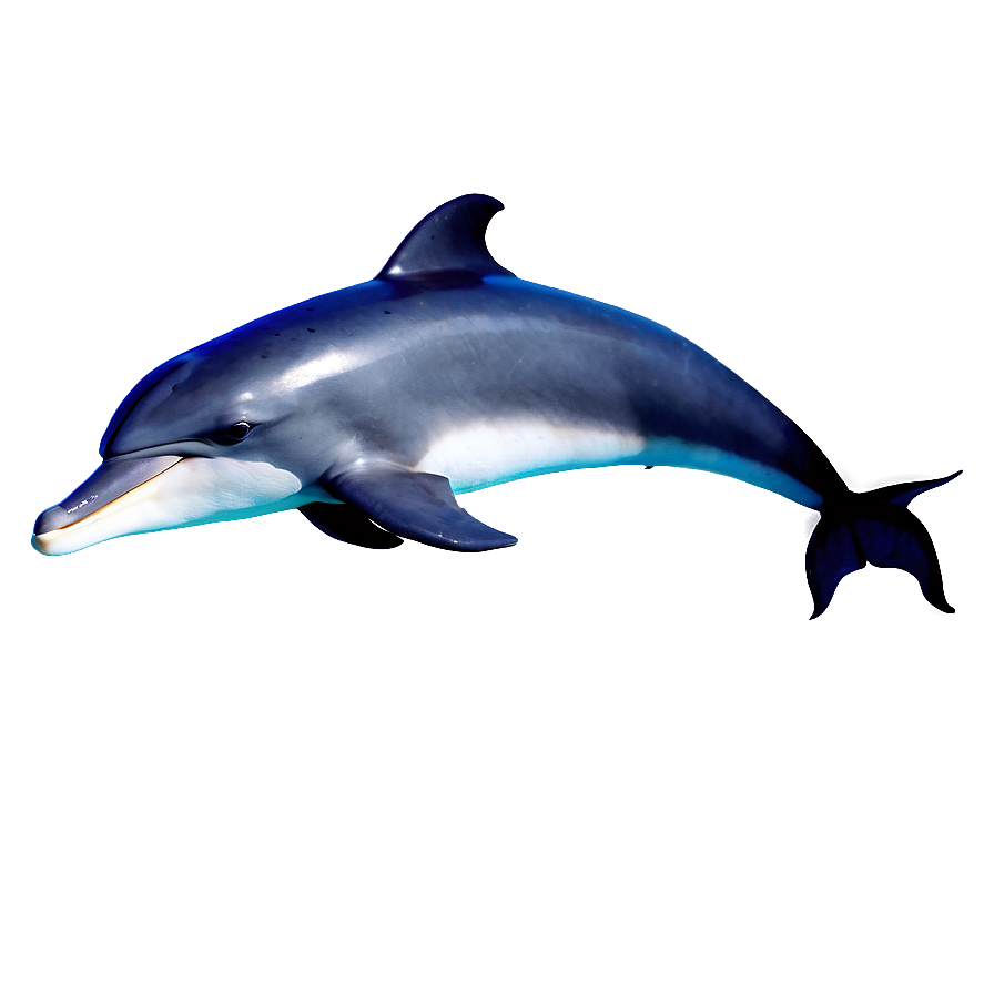 Dolphin Silhouette Png 05062024