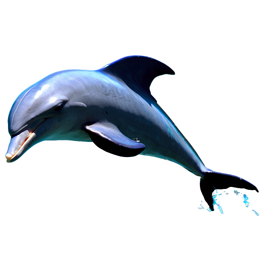 Dolphin Silhouette Png Iie87