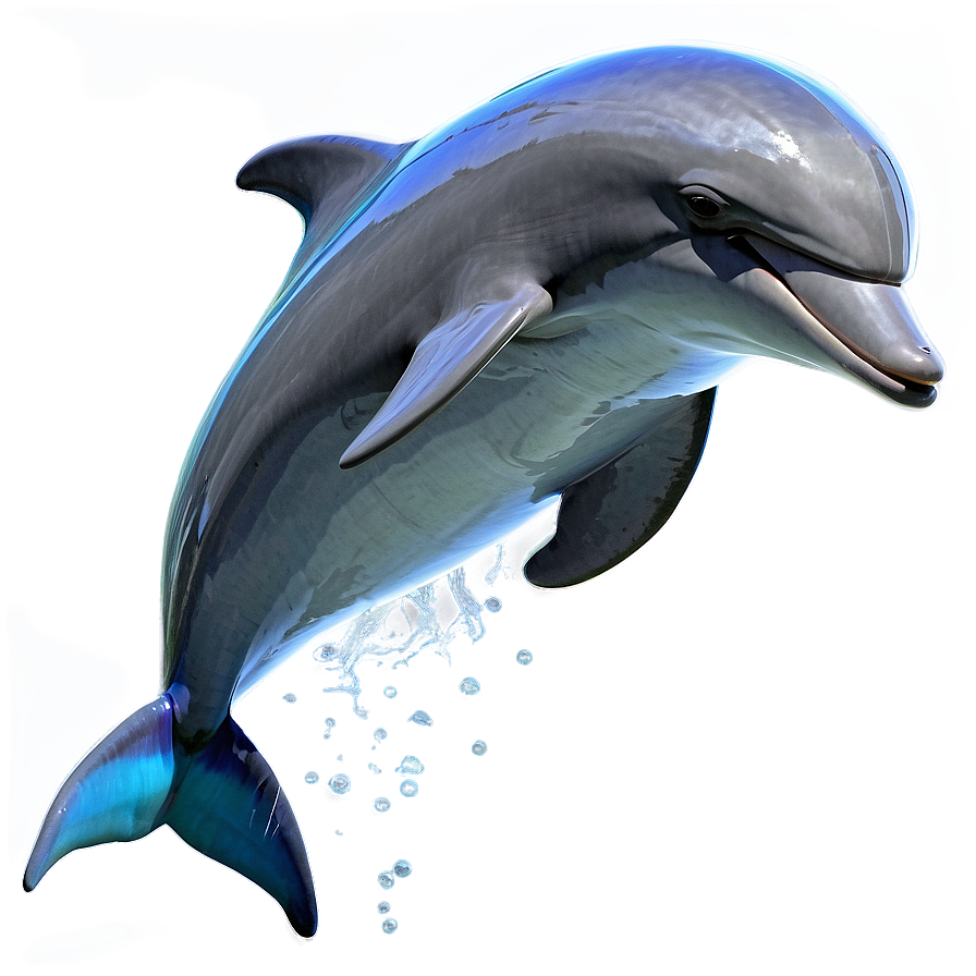 Dolphin Splash Png Ayf