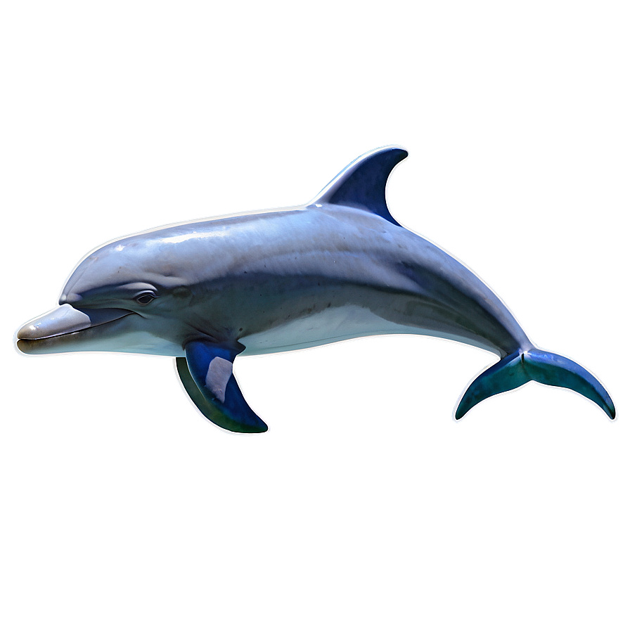 Dolphins Adventure Png Ixk