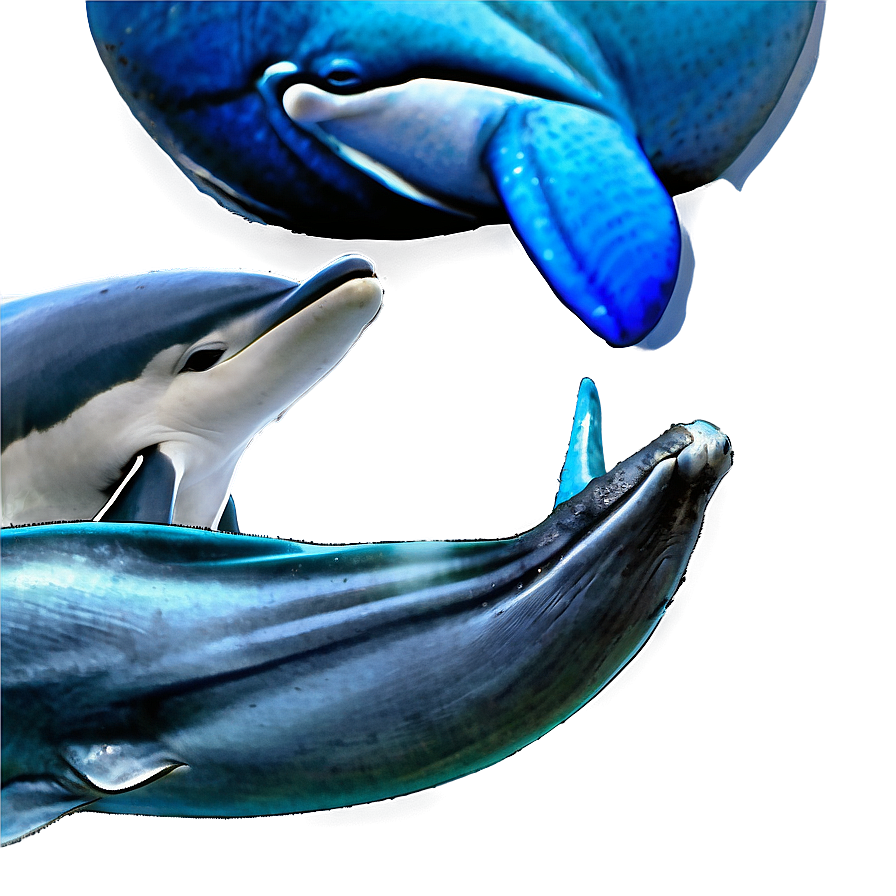 Dolphins And Whales Png 06112024