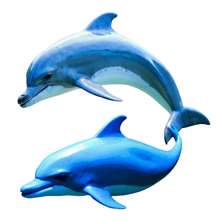 Dolphins Circle Png 29