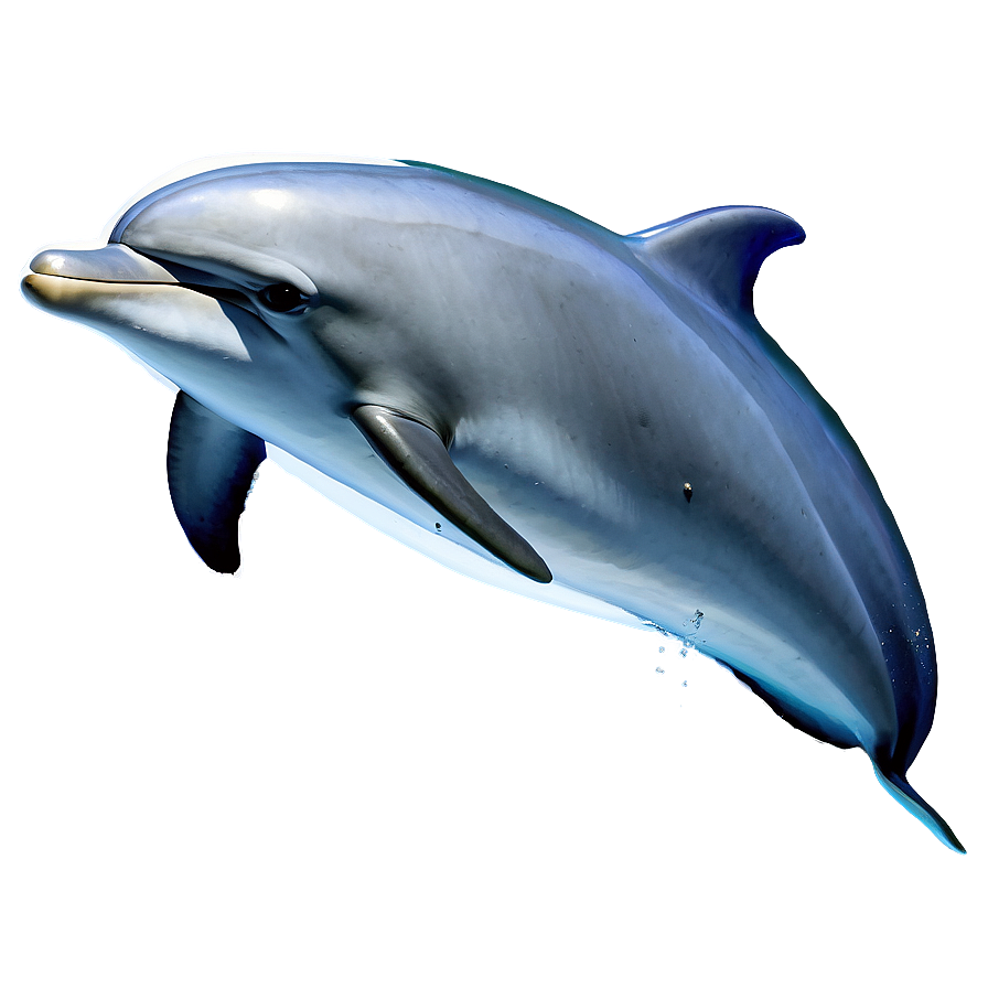 Dolphins Coral Reef Png Scw