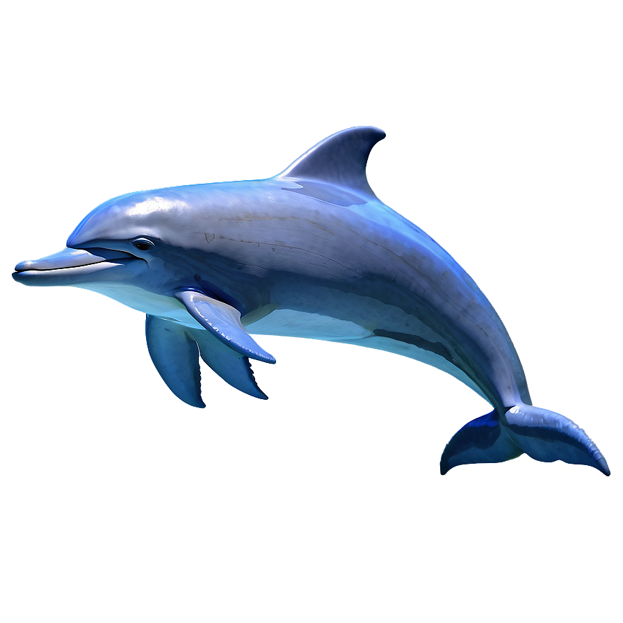 Dolphins Dream Png Moo