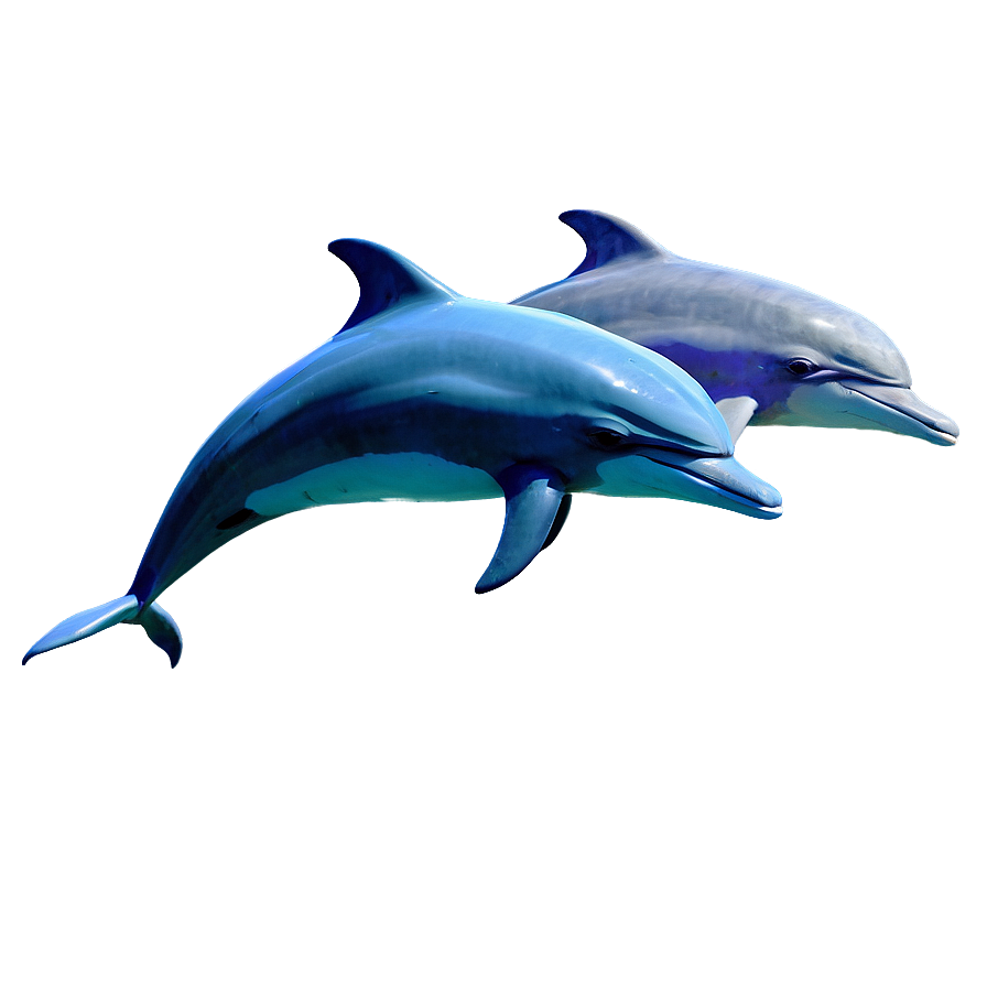 Dolphins Friendship Png Aqn