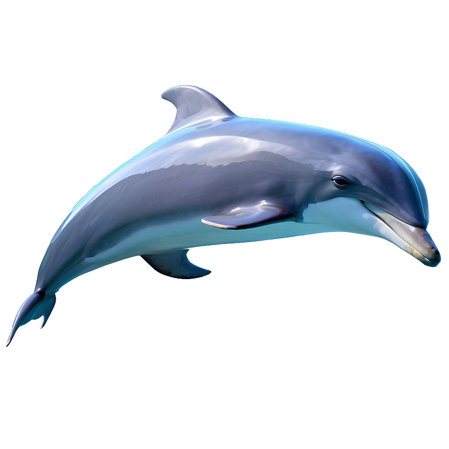 Dolphins In Ocean Png 84