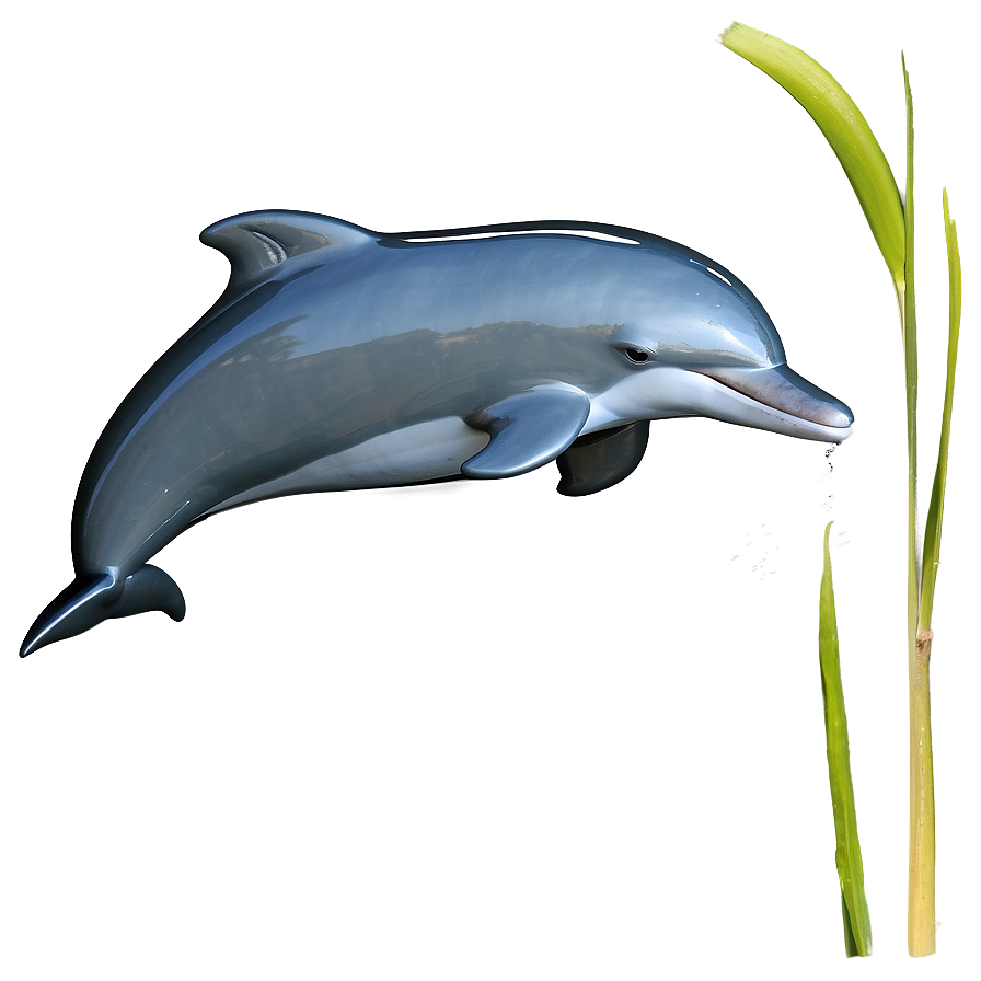 Dolphins Joy Png 75