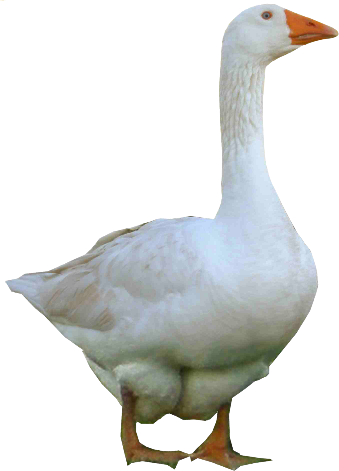 Domestic Goose Standing Transparent Background.png