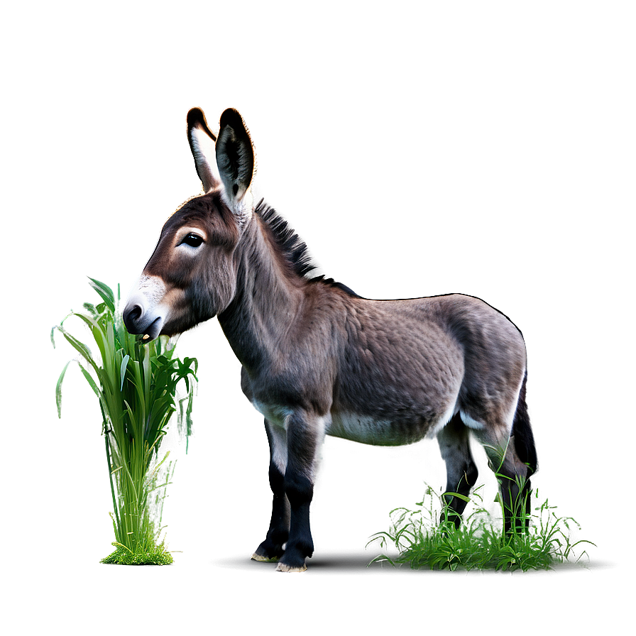 Donkey Eating Grass Png 05232024