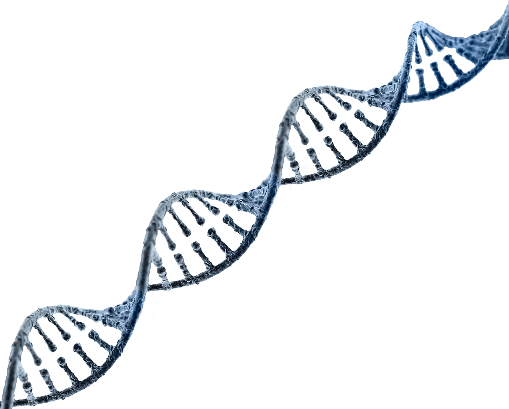 Double Helix D N A Structure