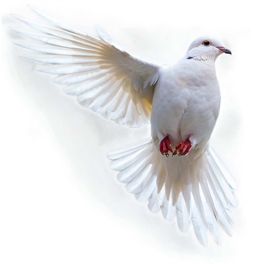 Dove Flying Png Wan