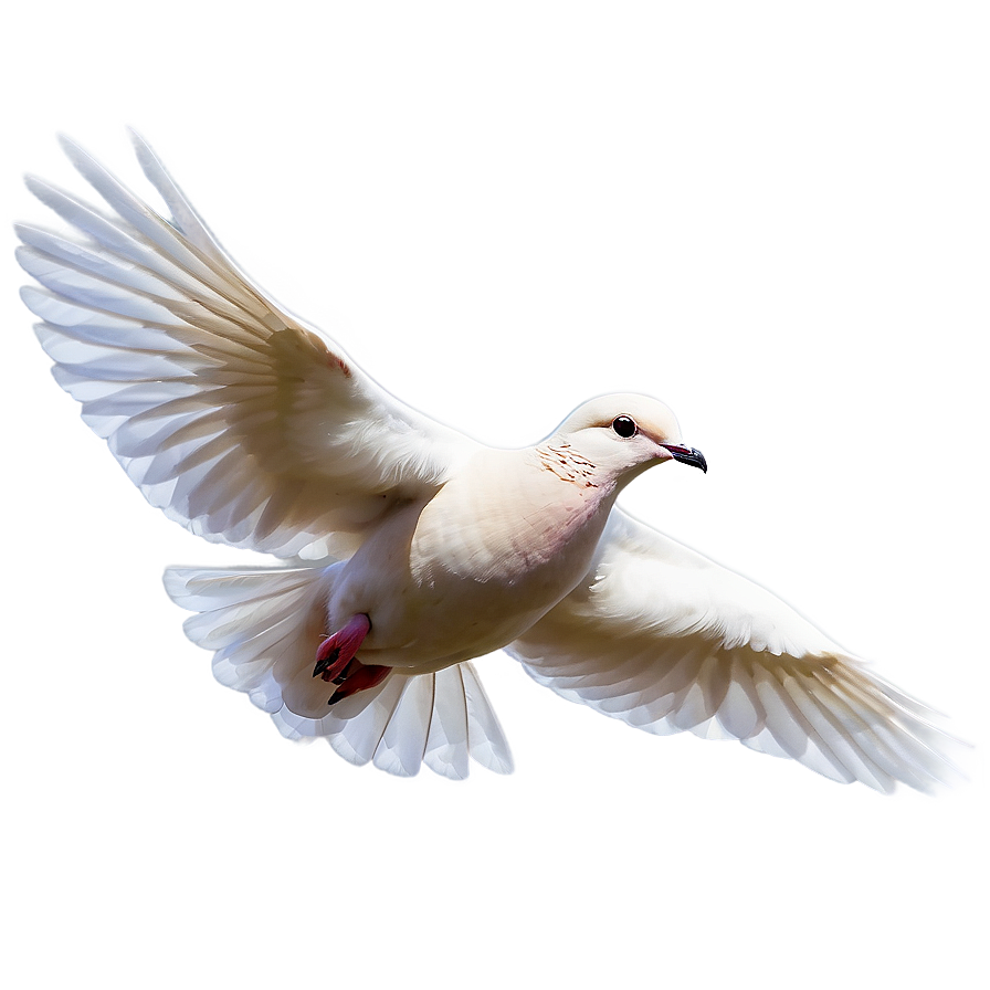 Dove In Flight Png 05042024