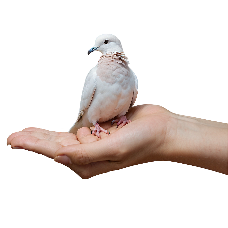 Dove In Hand Png Ikb95