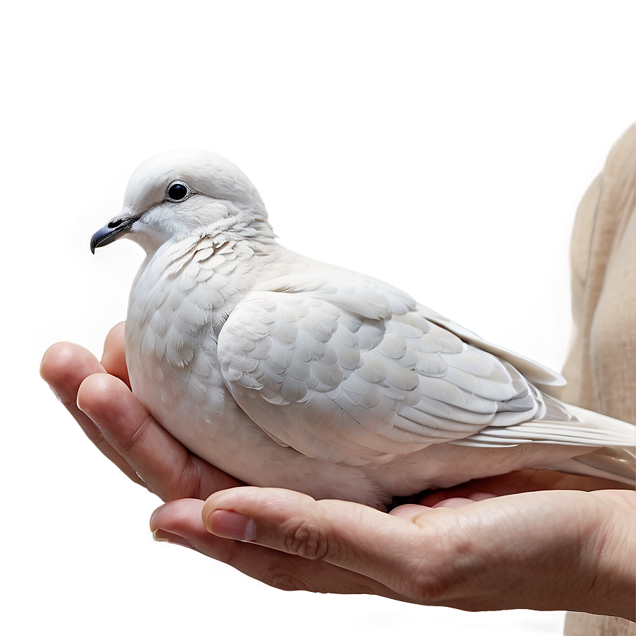 Dove In Hand Png Swp