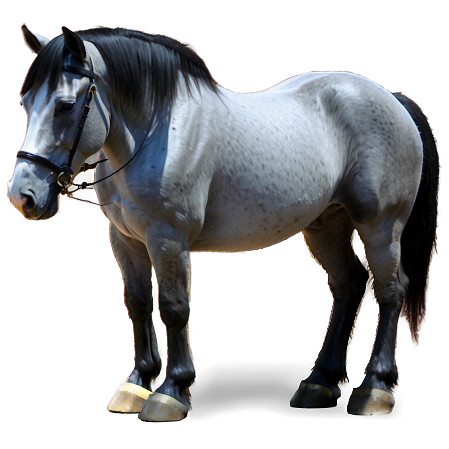 Draft Horse Png 66