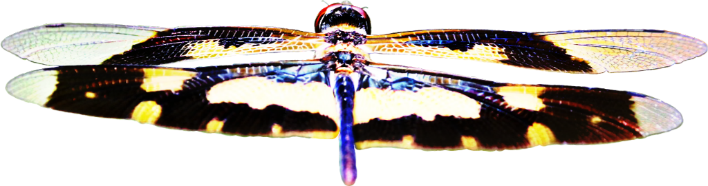 Dragonfly Transparent Wings