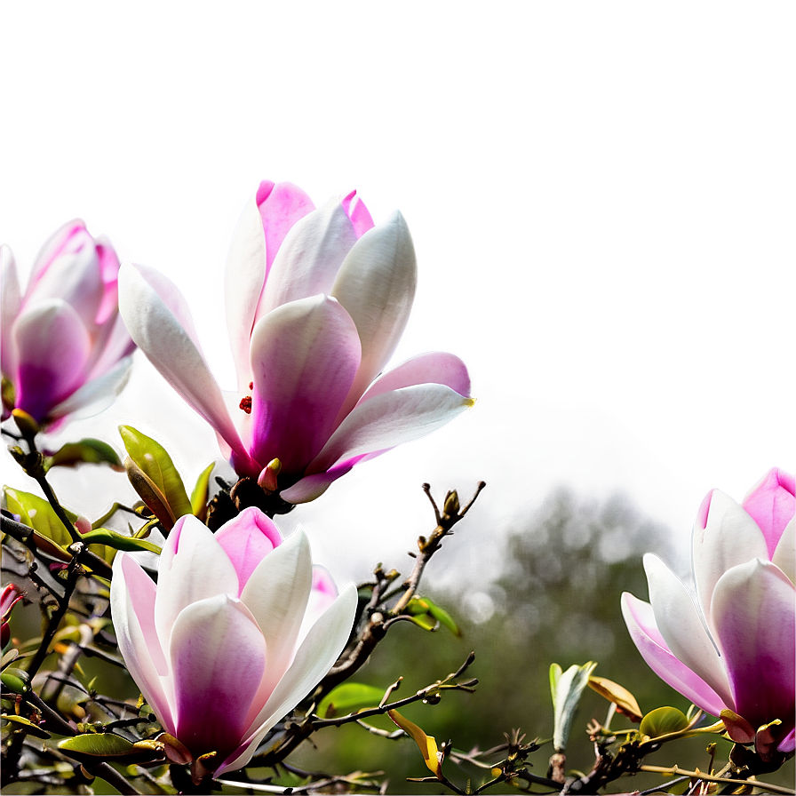 Dreamy Magnolia Landscape Png Vjf21