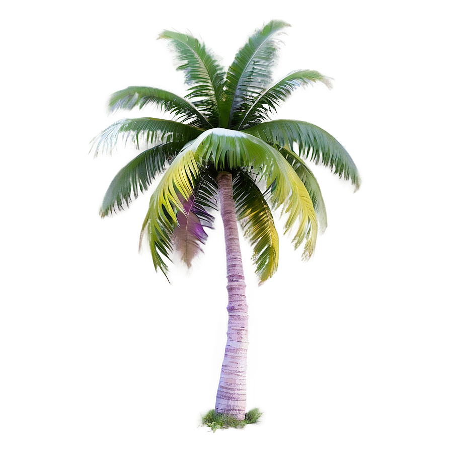 Dreamy Palm Tree Png Rbe89