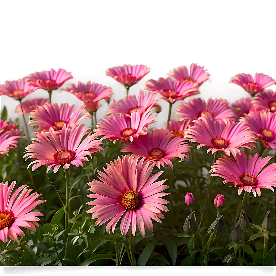 Dreamy Pink Flower Field Png Xoa5