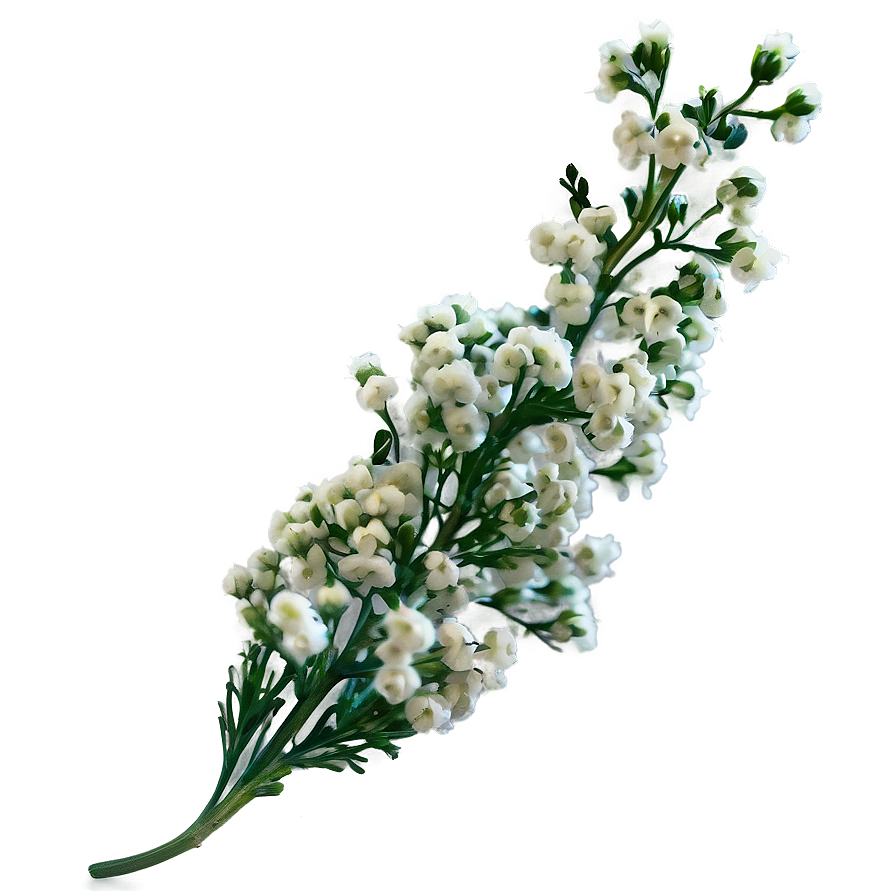 Dried Baby's Breath Decor Png 54