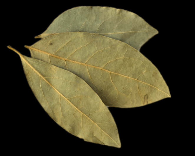 Dried Bay Leaves Black Background