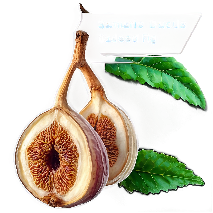 Dried Fig Graphic Png 5