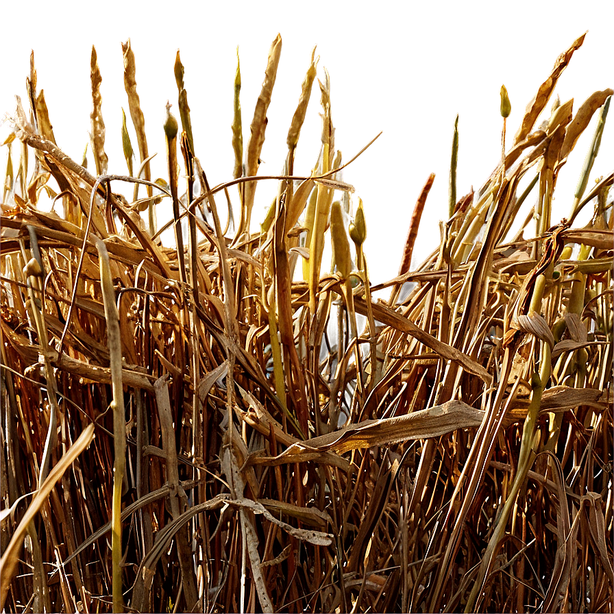 Dried Grass Field Png 10