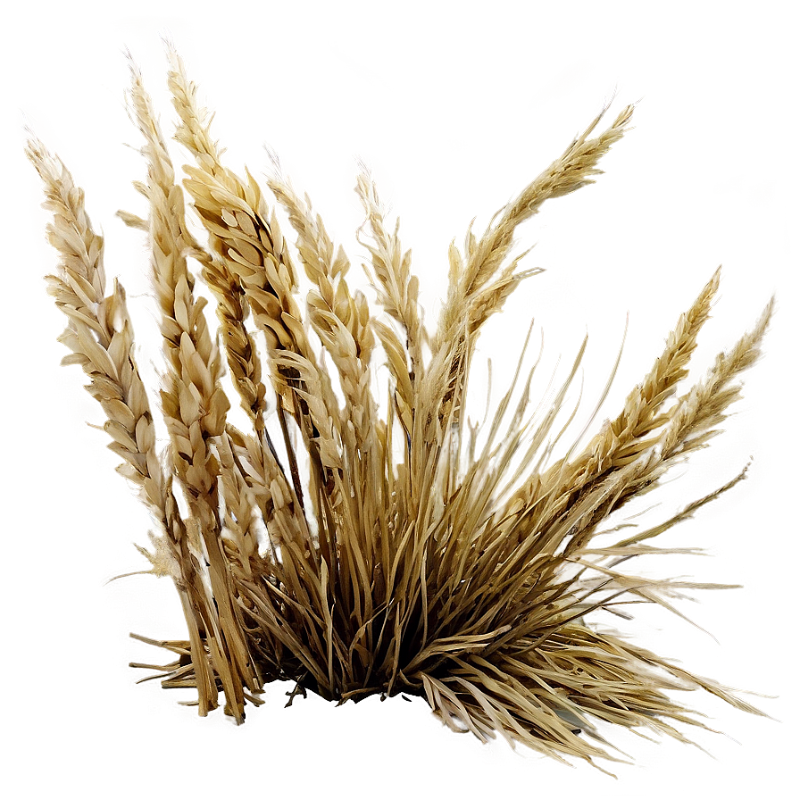 Dried Grass Field Png Dgm89