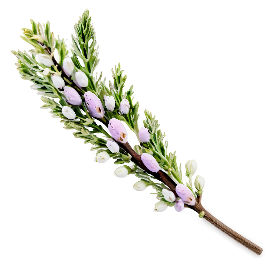 Dried Heather Decoration Png 06122024