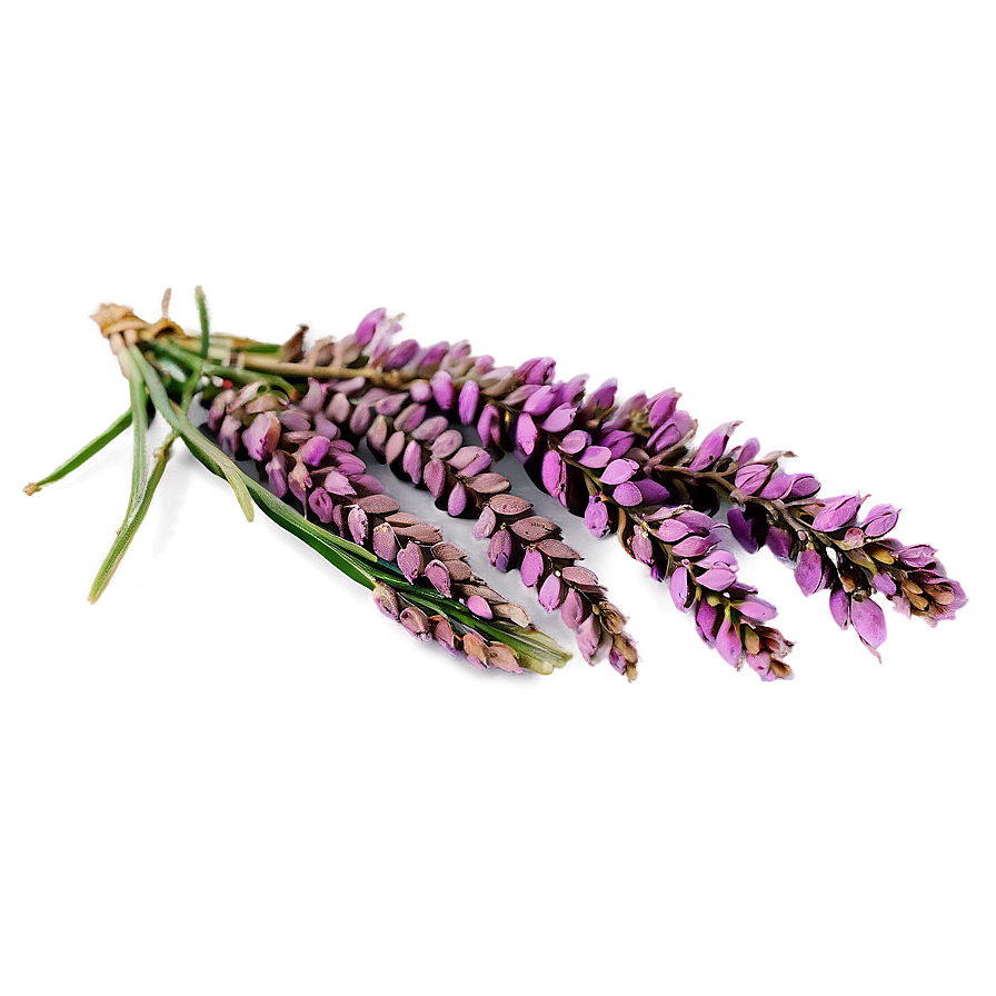 Dried Heather Decoration Png 82