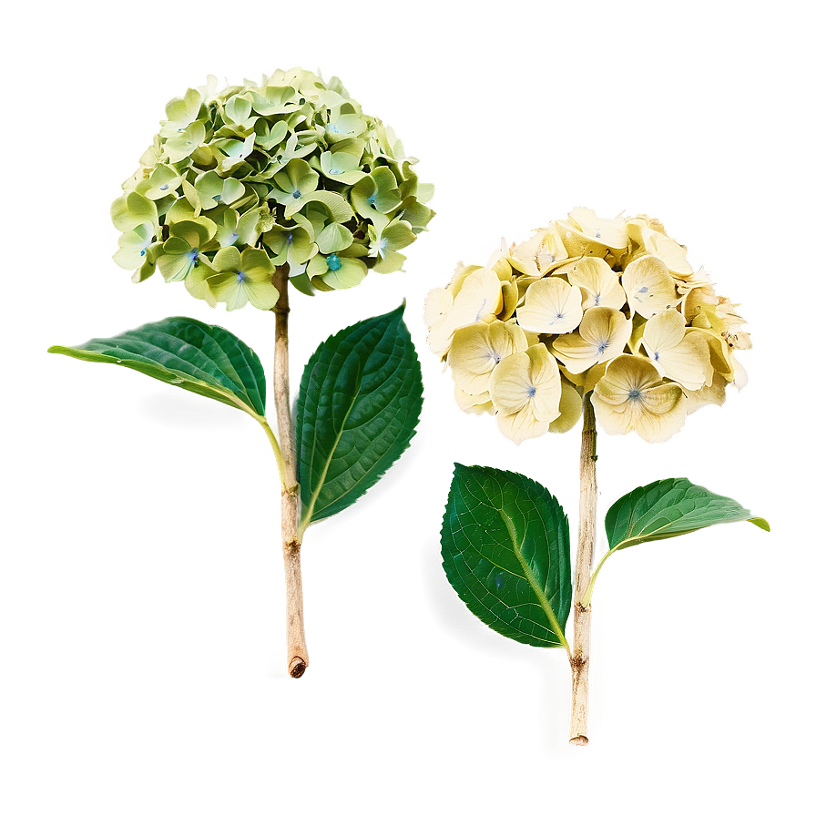 Dried Hydrangea Png Wjc64