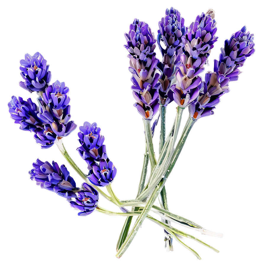 Dried Lavender Bunch Png 05062024