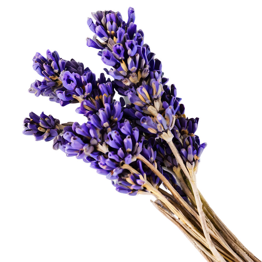 Dried Lavender Bunch Png Dtq39