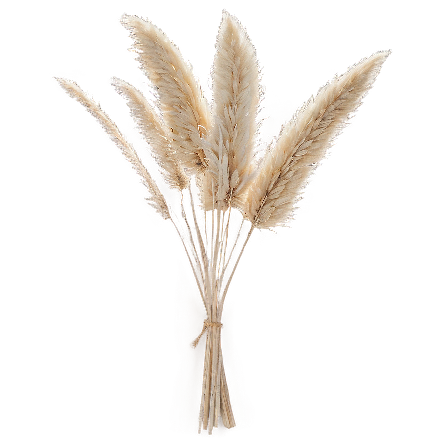 Dried Pampas Bouquet Png 06272024