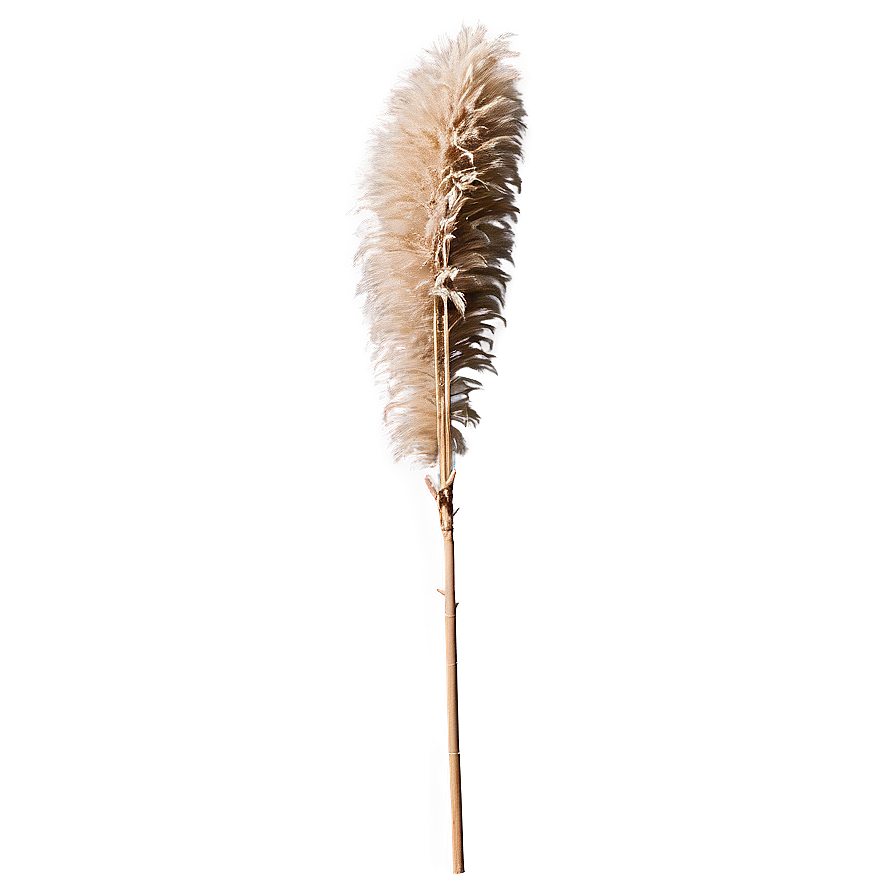 Dried Pampas Grass Png Oii