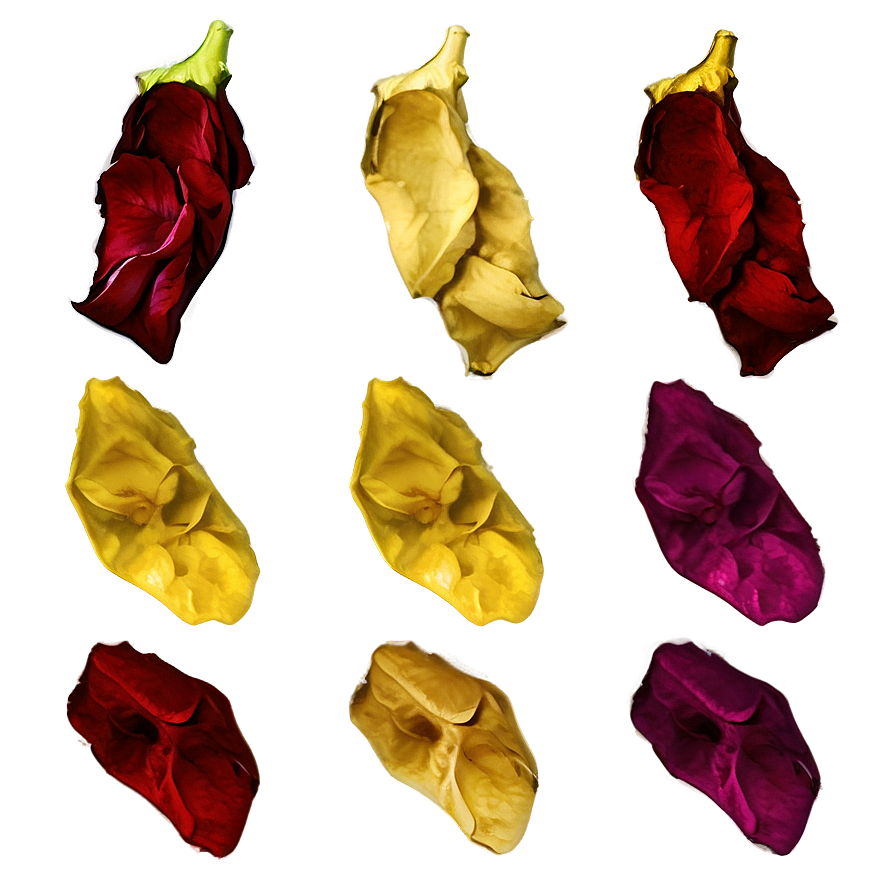 Dried Rose Petals Png 05252024