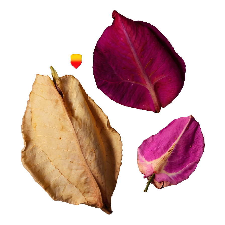 Dried Rose Petals Png Huv97