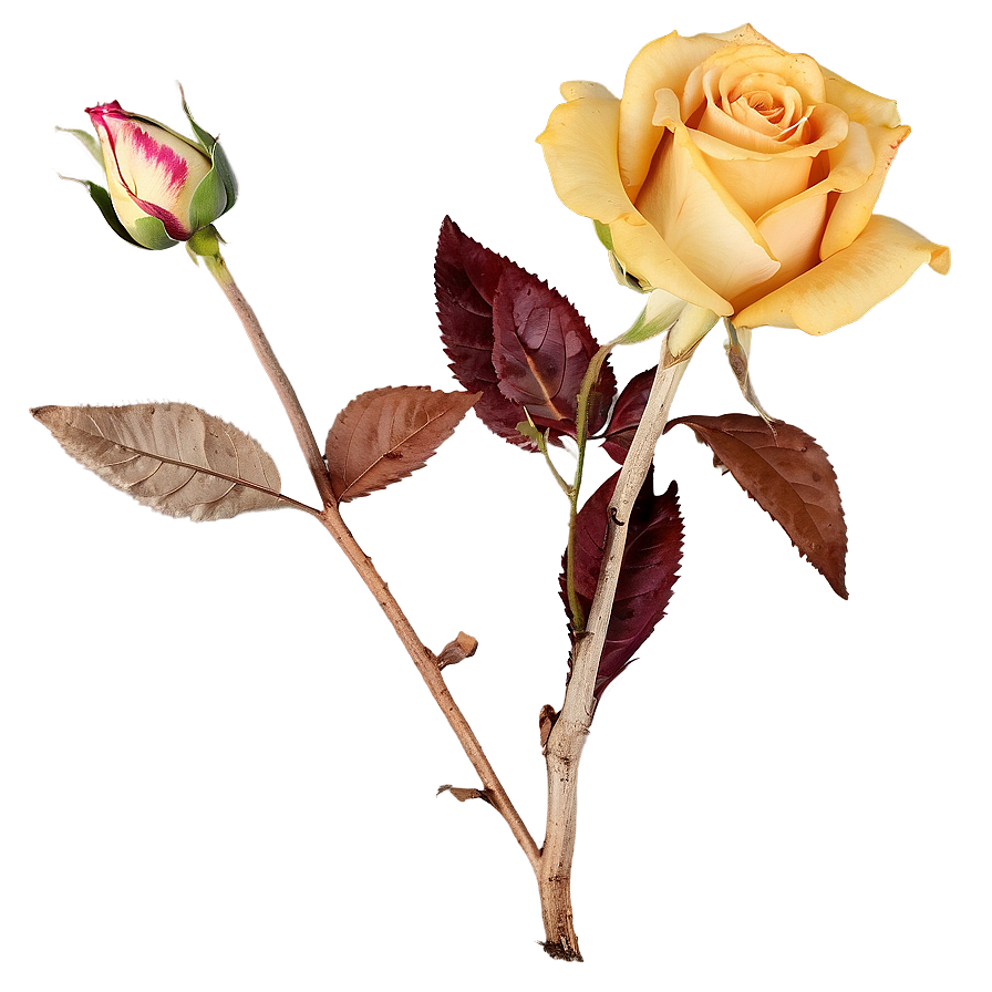 Dried Roses Arrangements Png Imy16