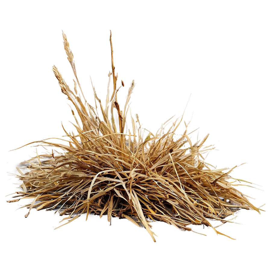 Dry Dead Grass Png 44