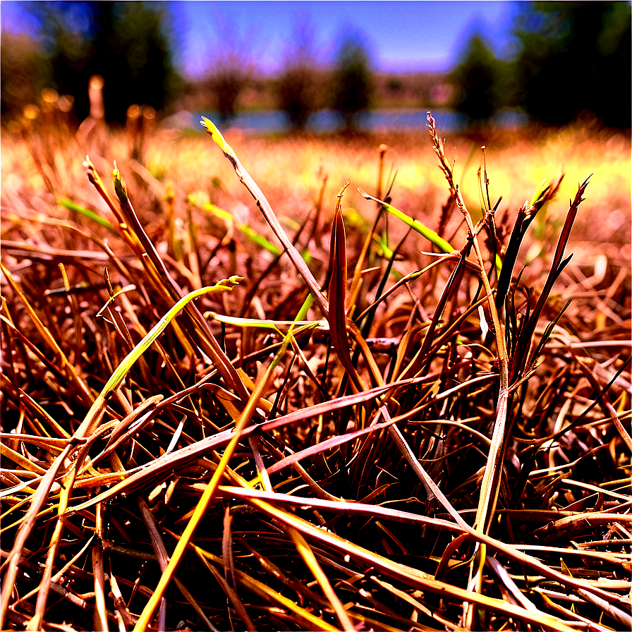 Dry Dead Grass Png Rff