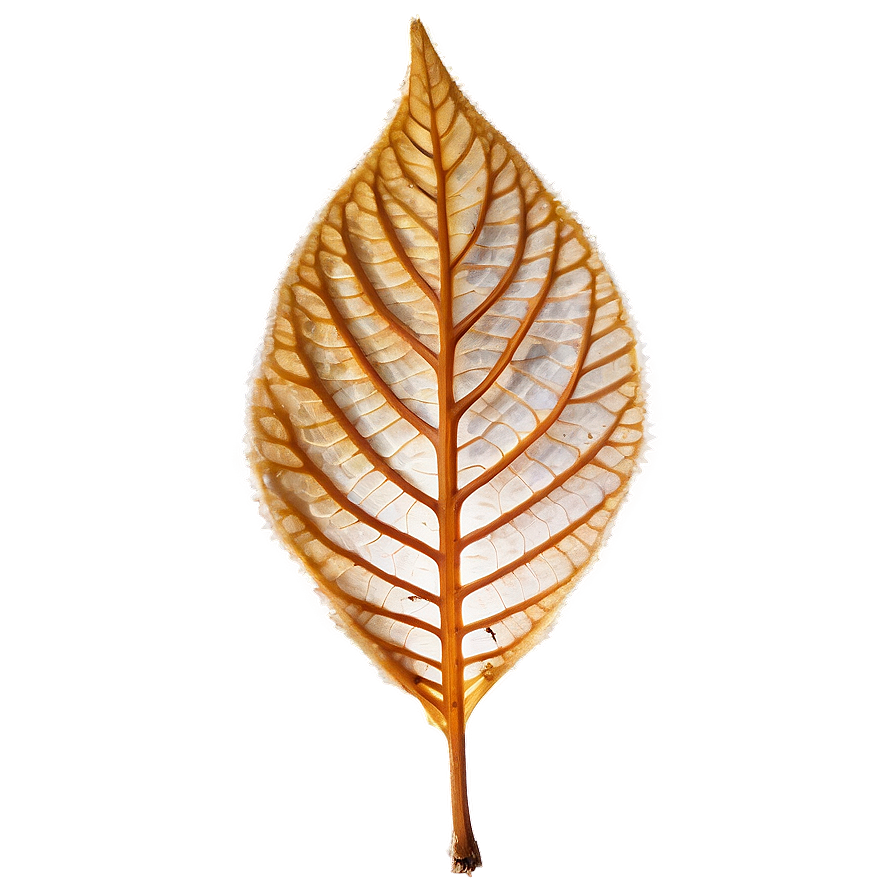 Dry Leaf Png 05032024