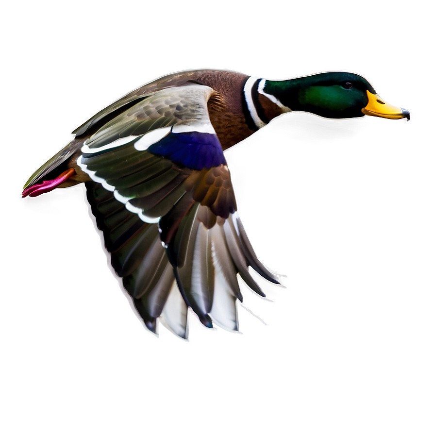 Duck In Flight Png Hpa