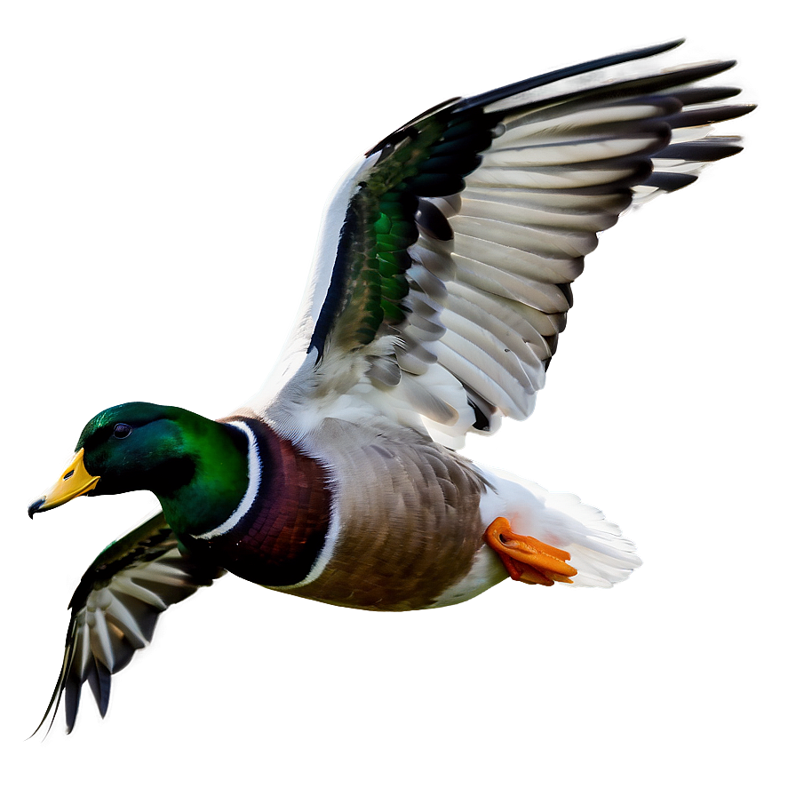 Duck In Flight Png Jgm67