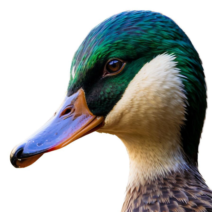 Duck Profile Png Tjm