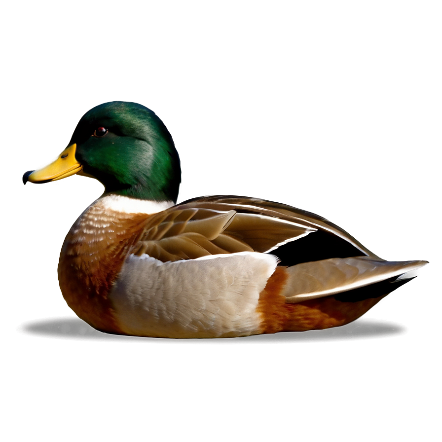 Duck Tail Png 06242024