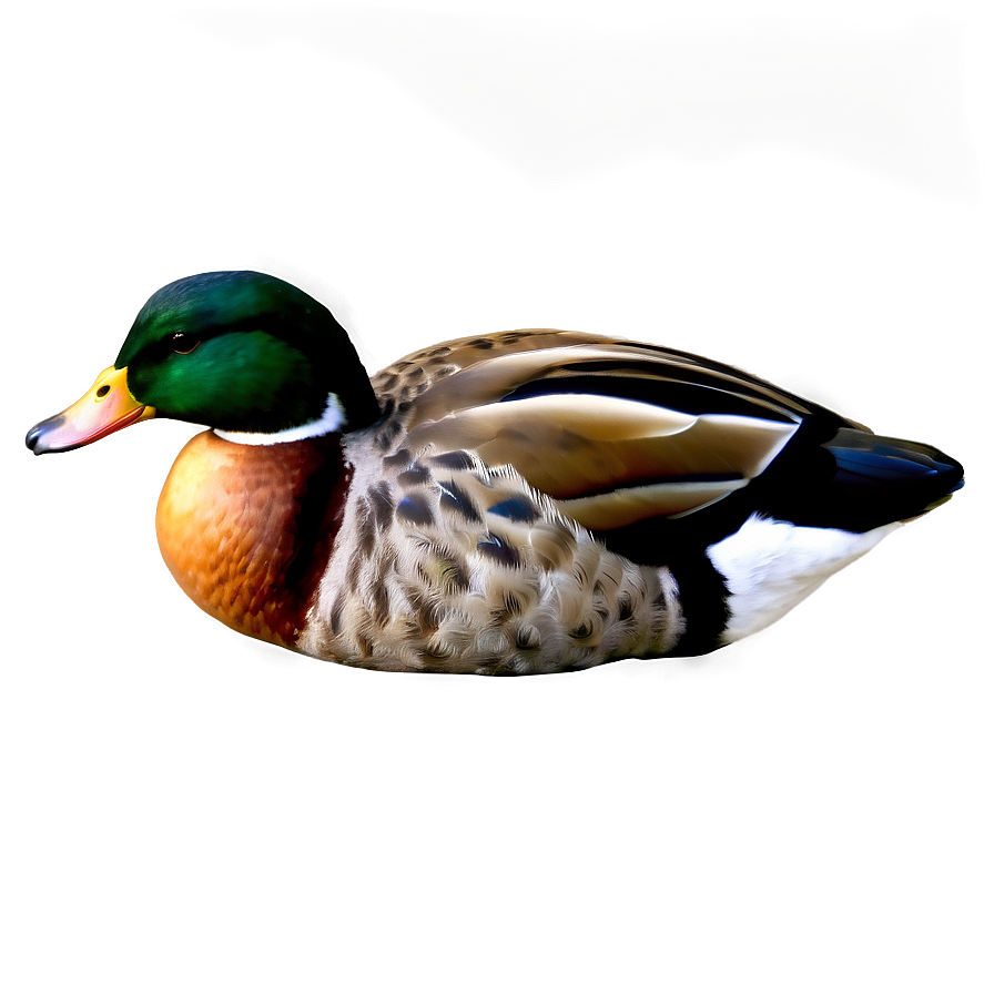 Duck Tail Png Sjd