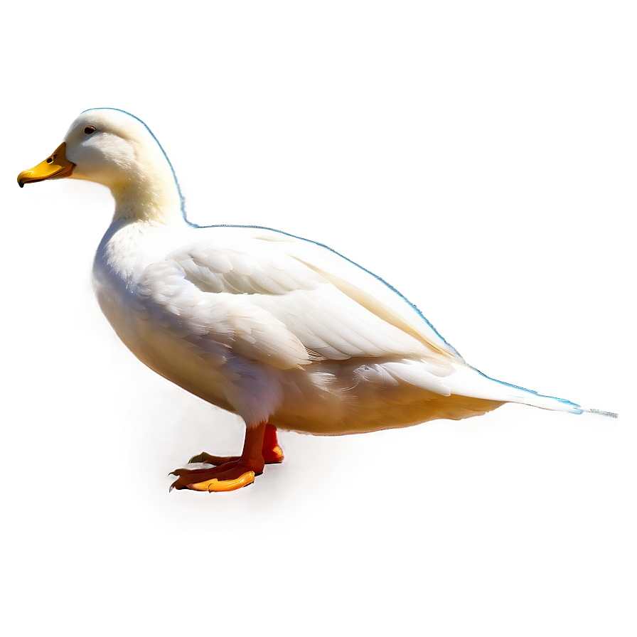 Duck Tail Png Wgy60