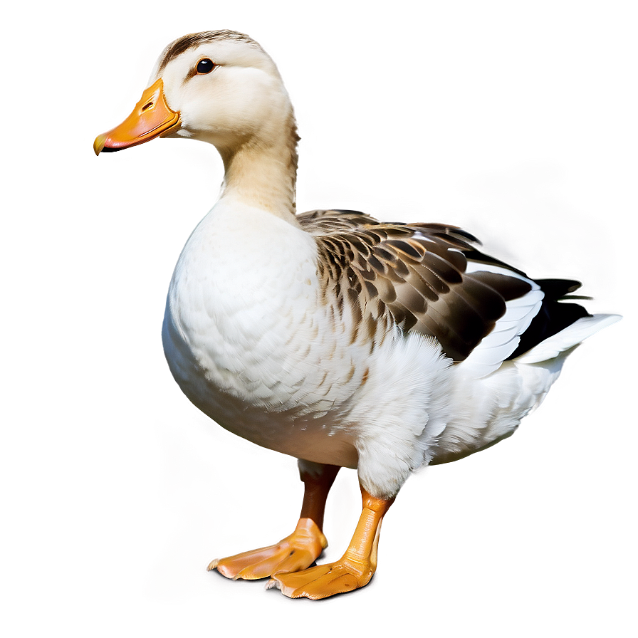 Duck Vs Goose Comparison Png 4