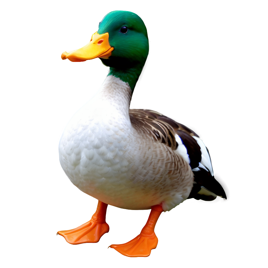 Duck Vs Goose Comparison Png 50