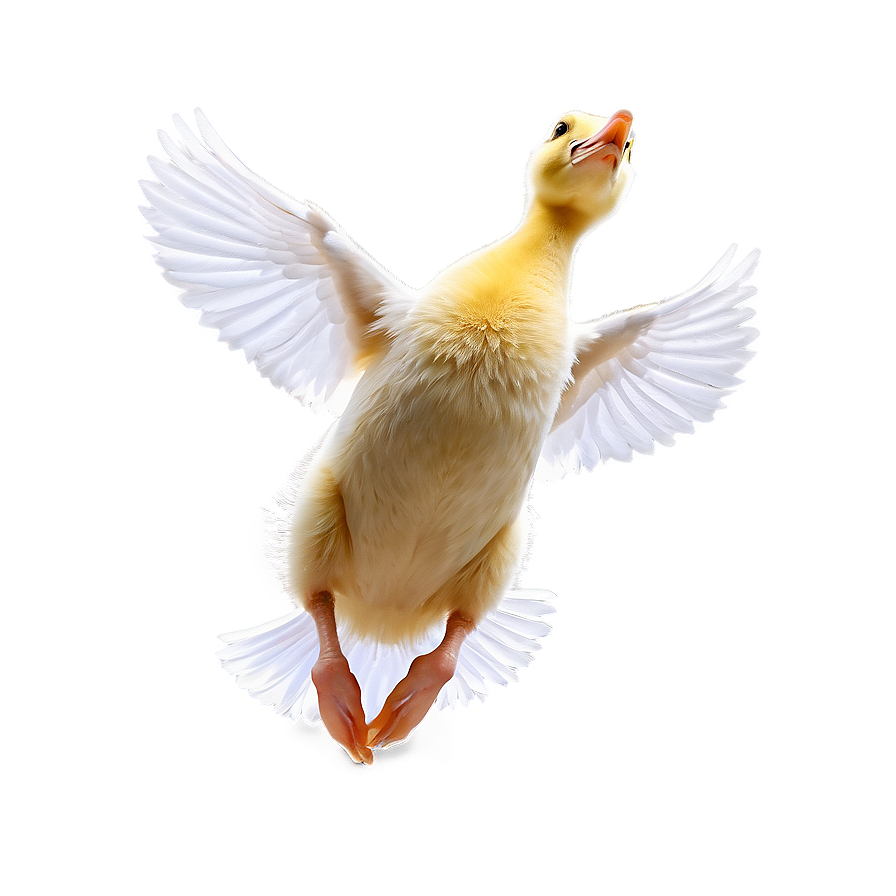 Duckling Jumping Png Lin